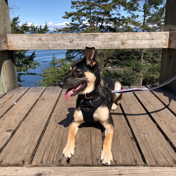 Meet your Posher, Shanel - Picture 1 of 1